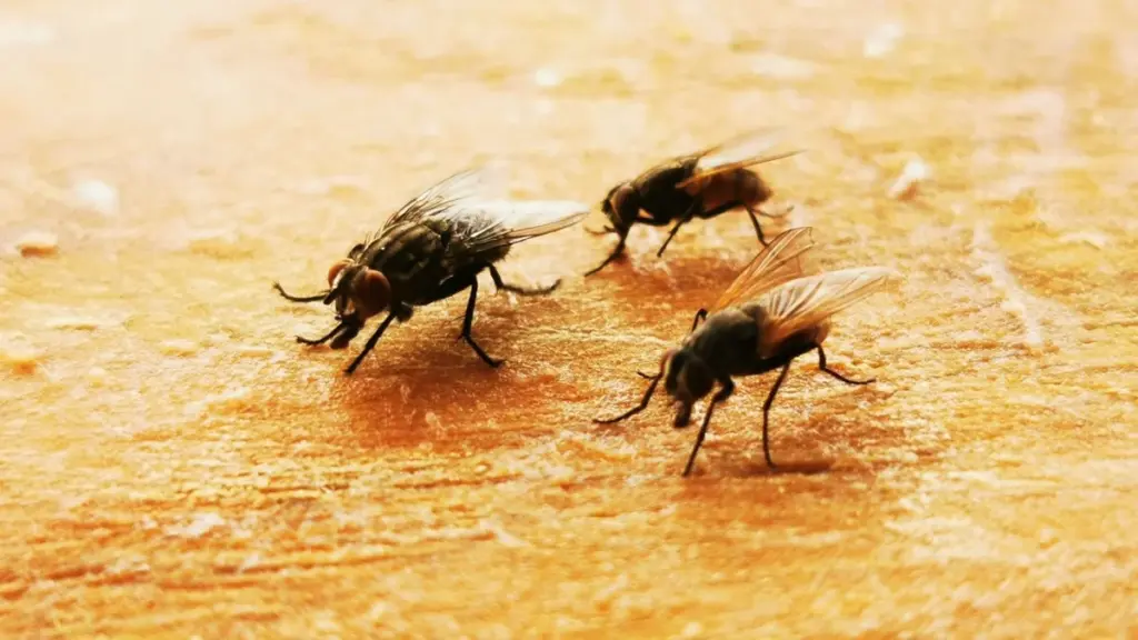 Dites adieu aux mouches pour toujours : l&rsquo;astuce géniale qui ne nécessite que 3 choses