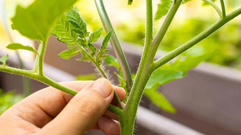 La règle des 45 degrés : l&rsquo;astuce simple pour éliminer les gourmands des tomates et sauver de beaux fruits