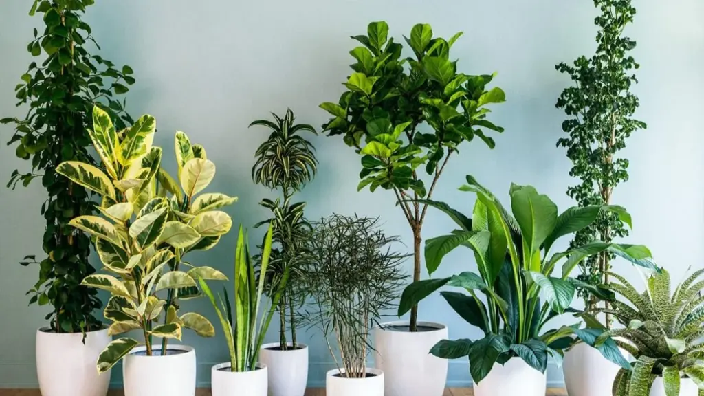 Plantes d&rsquo;intérieur qui supportent facilement l&rsquo;ombre