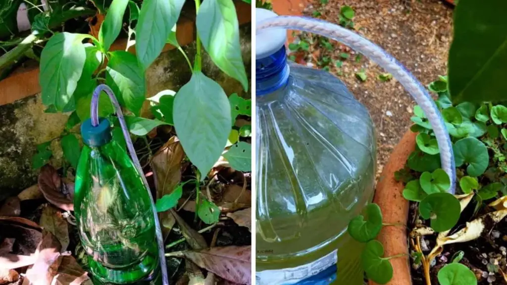 Arroser les Plantes avec une Bouteille en Plastique : l&rsquo;Astuce Géniale