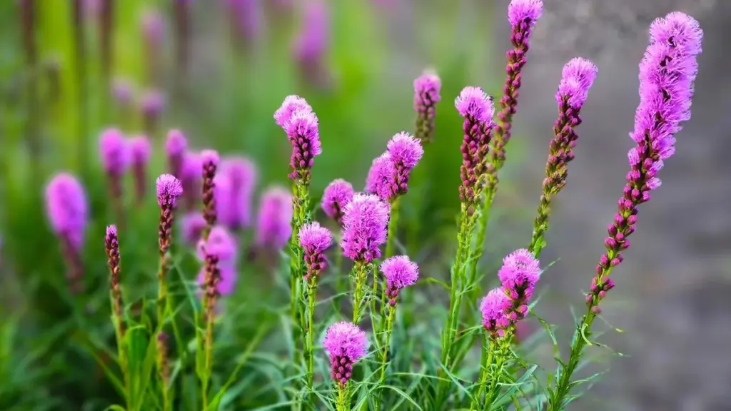 Ressemble à une orchidée de luxe, mais adore la sécheresse et le soleil brûlant : ce joyau violet fait aussi le bonheur des abeilles