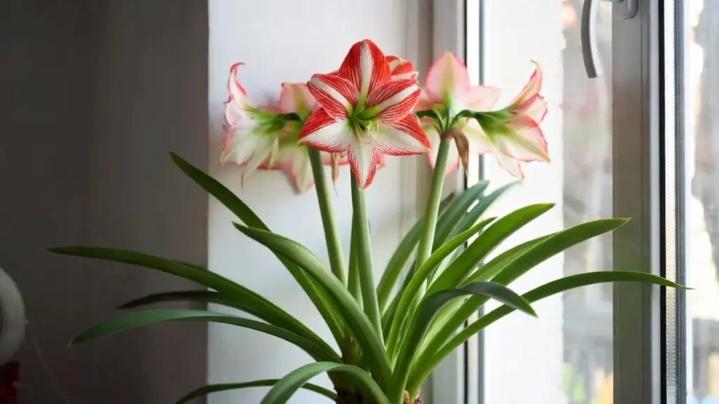 Comment Faire Pousser la Plante Étoile (Hippeastrum) à la Maison