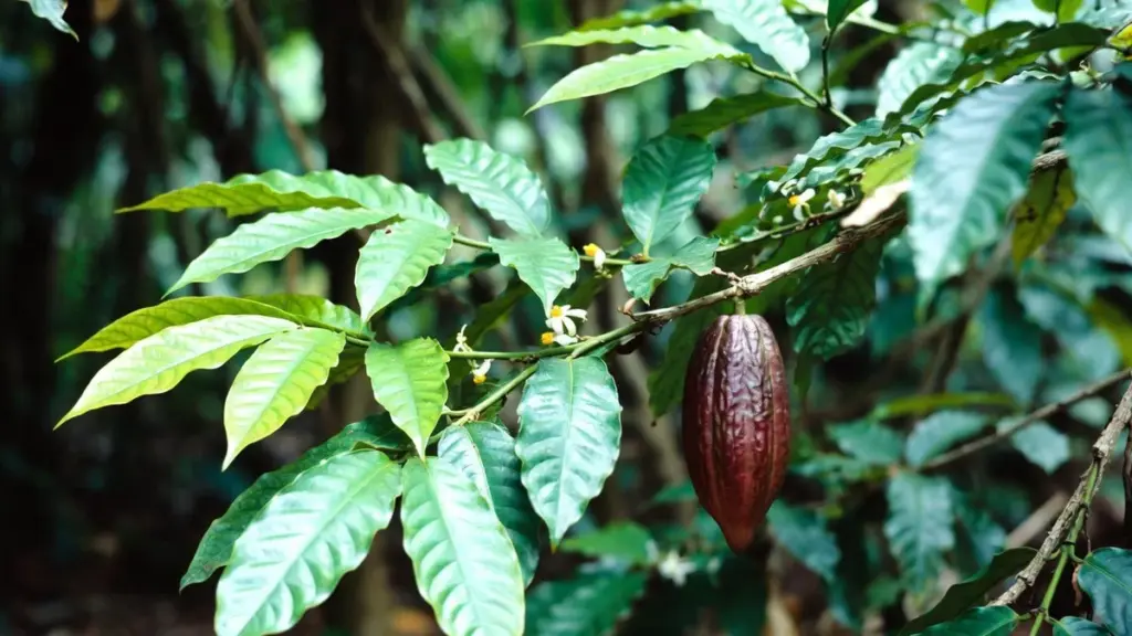 Comment Entretenir le Plant de Chocolat (Theobroma) Facilement