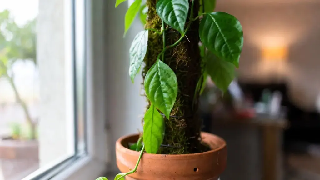Comment Ne Pas Laisser Mourir le Plant de Poivre Noir à la Maison