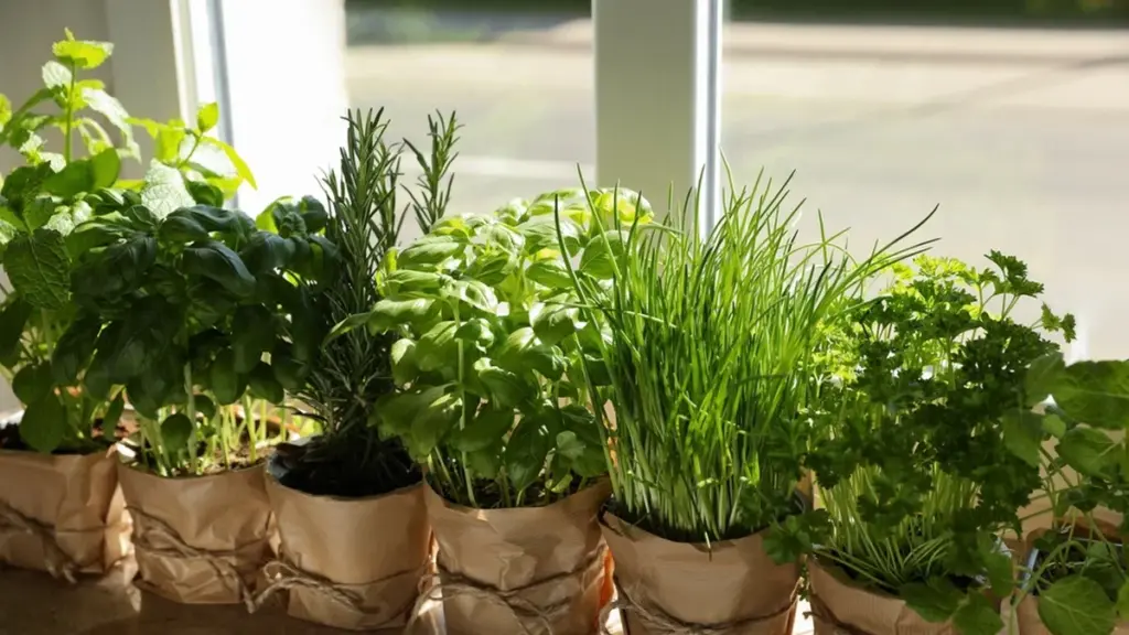 Posez-la sur le rebord de la fenêtre : cette plante populaire éloigne mouches et moustiques