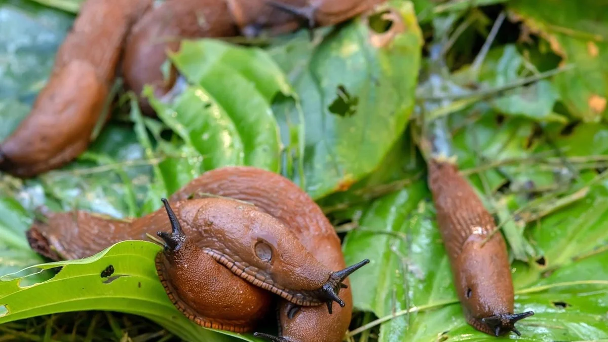 Des limaces dans votre jardin ? Ce qu&rsquo;elles préfèrent à la salade et que vous leur servez sans le savoir