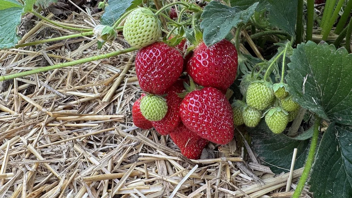 Le maraîcher révèle son astuce pour les fraises de juin : faites ceci et elles resteront fraîches sans moisissure