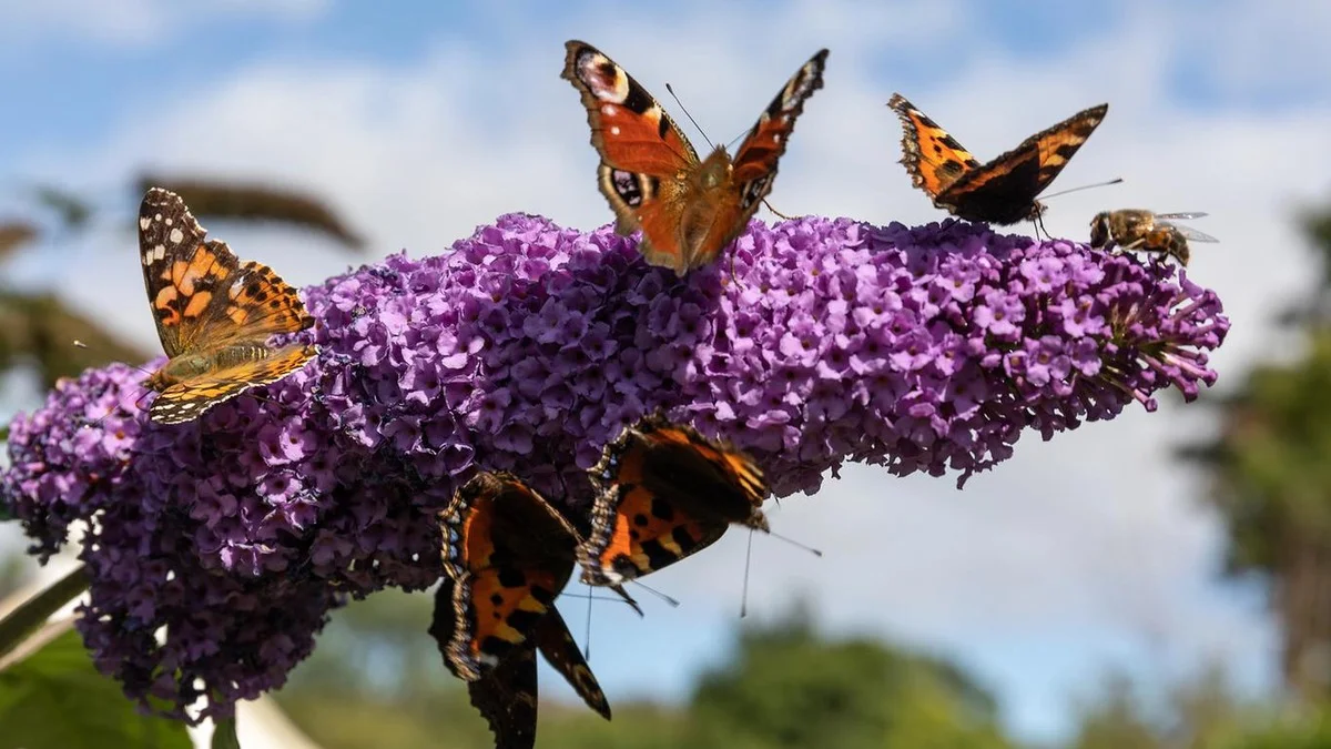 Un arbuste banal en apparence, mais qui attire des dizaines de papillons au jardin en juin