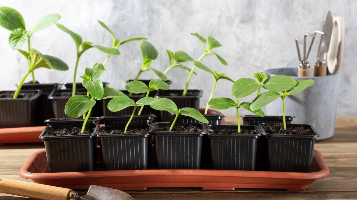 Faites ceci avec le fond du pot avant de planter vos concombres : ils ne sèchent plus et produisent deux fois plus