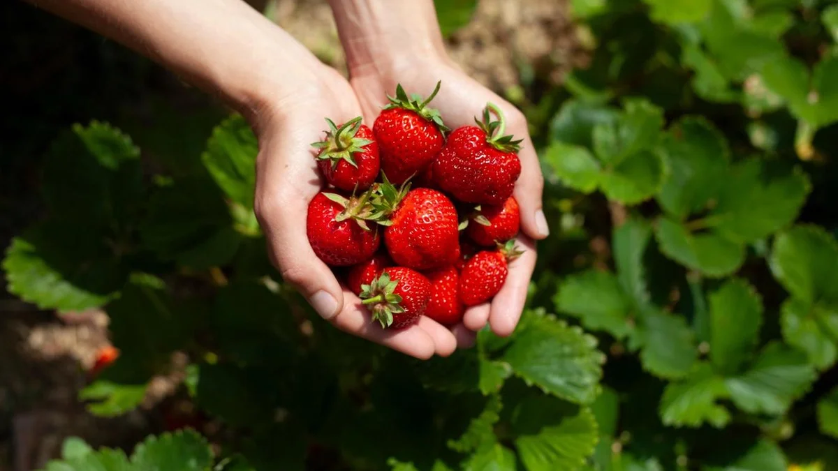 Placez cette chose autour des fraisiers en juin : les fruits ne traînent plus dans la boue et échappent à la moisissure