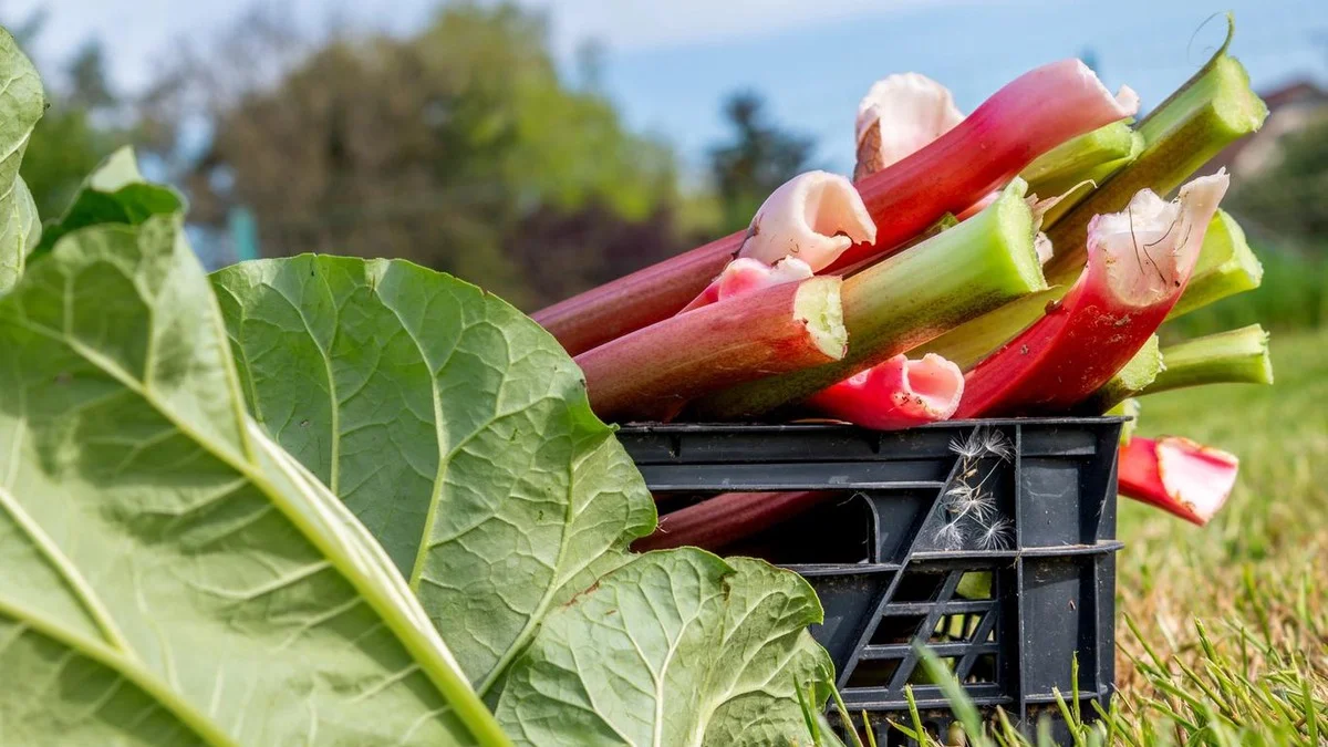 Ce miracle acidulé du jardin, ne le cuisinez jamais avec sa peau : vous ruinerez le goût et risquez des crampes